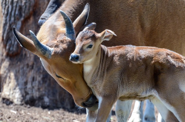 Banteng